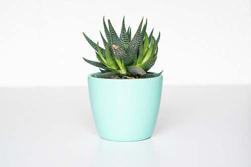 potted plant green succulent in teal ceramic vase succulent